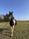 Volle merrie Pinto Fries te koop