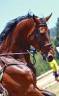 Ruin BWP Belgisch volbloed Te koop 2014 Donker bruin / bai ,  Diamand de semilly