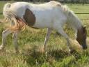 Ruin Franse rijpony PFS Te koop 2023 Bontzwart