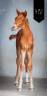 Veulen (ml) KWPN Nederlands sportpaard Te koop 2025 Vos ,  Perfect Silver Legend