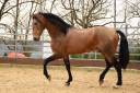 Ruin PRE Puur Ras Spaans Te koop 2015 Isabel