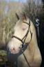 Ruin Lusitano Te koop 2016 Crème ,  Zenite