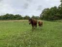 Veulen (ml) Connemara Te koop 2025 Donker bruin / bai