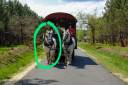 Merrie Percheron Te koop 2014 Schimmel ,  Ulysse des archers