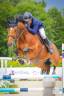 Ruin Selle Fran&ccedil;ais Te koop 2013 Donker bruin / bai ,  DIAMANT DE SEMILLY, SFA