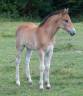 Veulen (ml) Connemara Te koop 2025 Donker bruin / bai ,  CLASSIC ROCQ