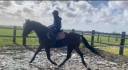 Lease paard gezocht 