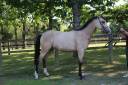 Merrie Franse rijpony PFS Te koop 2023 Isabel
