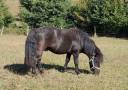 Hengst Shetland Te koop 2023 Zwart ,  VICKING COMMANDERIE