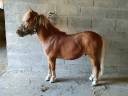 Hengst Shetland Te koop 2024 Lichte manen en staart ,  VICKING COMMANDERIE
