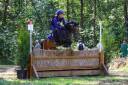 Merrie Belgische pony Te koop 2017 Bruin / Bai ,  Movie Star