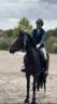 Merrie Belgische pony Te koop 2017 Bruin / Bai ,  Movie Star