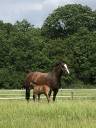 Paarden verzorger - Vast contract onbepaalde tijd Voltijds - Yvelines Frankrijk