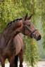 Dressage Mare