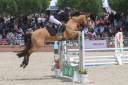 Ruin Franse rijpony PFS Te koop 2012 Isabel