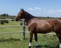 Ruin Lusitano Te koop 2021 Donker bruin / bai ,  Xanjo AR
