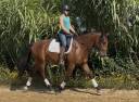 Ruin Lusitano Te koop 2021 Donker bruin / bai ,  Xanjo AR