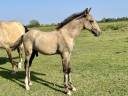 Veulen (ml) Lusitano Te koop 2025 Isabel ,  Neron
