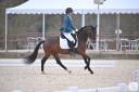 Dekhengst Franse rijpony PFS Te koop 2020 Donker bruin / bai ,  COCKNEY CRACKER (DRP)