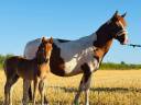 Draagmerrie Bekend ras Te koop 2019 Bont