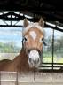 Ruin Haflinger Te koop 2017 Vos