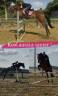 Merrie Andere paarden rassen Te koop 2019 Donker bruin / bai