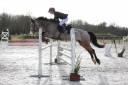 Merrie Welsh Pony (Section D), Welsh Cob  Te leen 2013 Isabel ,  JERRY LEE DE LACHEM