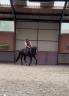 Prachtige, stoere 4 jarige D-pony ruin