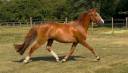 Draagmerrie Franse rijpony PFS Te koop 2022 Vos ,  Follow me fast