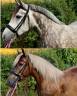2 buitenrit dames zoeken hun soulmate + WOW veulen heng