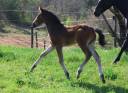 Veulen (vr) Franse rijpony PFS Te koop 2025 Donker bruin / bai