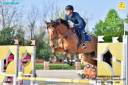 Ruin Italiaans rijpaard  Te koop 2020 Donker bruin / bai ,  SUNDAY DE RIVERLAND