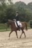 Mooie lieve merrie
