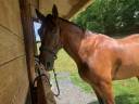 Ruin Cob Te koop 2020 Donker bruin / bai