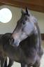 Merrie New Forest Te koop 2018 Bruin / Bai