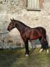 Hengst Lusitano Te koop 2019 Donker bruin / bai ,  JOKER