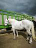 Merrie Percheron Te koop 2019 Wit
