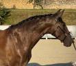 Merrie Lusitano Te koop 2020 Zwart ,  Fuego FG