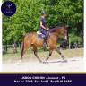 Merrie Volbloed Te koop 2019 Donker bruin / bai