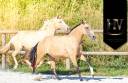 Veulen (vr) Lusitano Te koop 2023 Isabel ,  Jasmim plus
