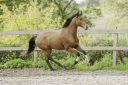 Ruin Lusitano Te koop 2019 Donker bruin / bai ,  Escorial