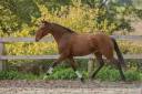 Ruin Lusitano Te koop 2019 Donker bruin / bai ,  Escorial