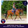 Ruin Volbloed Te koop 2016 Donker bruin / bai
