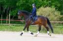 Ruin KWPN Nederlands sportpaard Te koop 2020 Bruin / Bai ,  TOTO'S DESIGN US