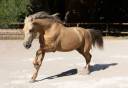 Ruin PRE Puur Ras Spaans Te koop 2020 Palomino