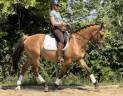 Ruin AES Anglo European Studbook Te koop 2020 Wildkleur
