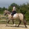 Hengst Lusitano Te koop 2022 Schimmel ,  Berlioz