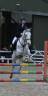 Merrie Andere pony rassen Te koop 2016 Schimmel
