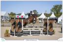 Ruin Belgisch sportpaard Te koop 2016 Donker bruin / bai ,  Nectar du murier