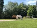 Paarden verzorger - Ander contract Deeltijds - Yvelines Frankrijk